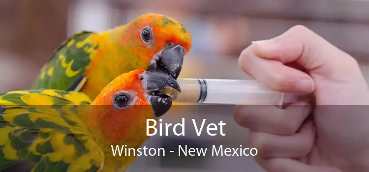 Bird Vet Winston - New Mexico