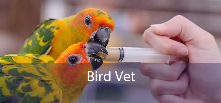 Bird Vet 