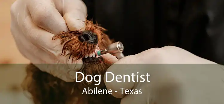 Dog Dentist Abilene - Texas