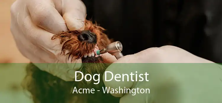 Dog Dentist Acme - Washington