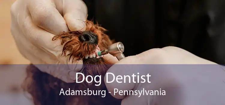 Dog Dentist Adamsburg - Pennsylvania