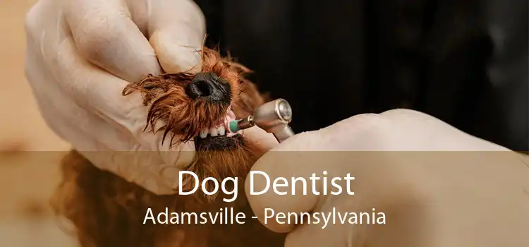 Dog Dentist Adamsville - Pennsylvania