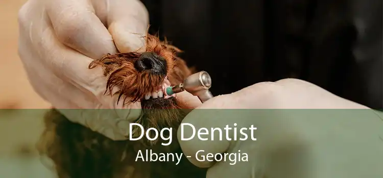 Dog Dentist Albany - Georgia