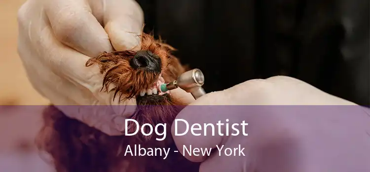 Dog Dentist Albany - New York