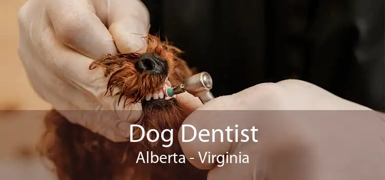 Dog Dentist Alberta - Virginia