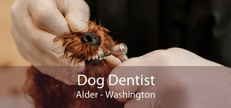 Dog Dentist Alder - Washington