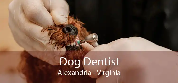 Dog Dentist Alexandria - Virginia