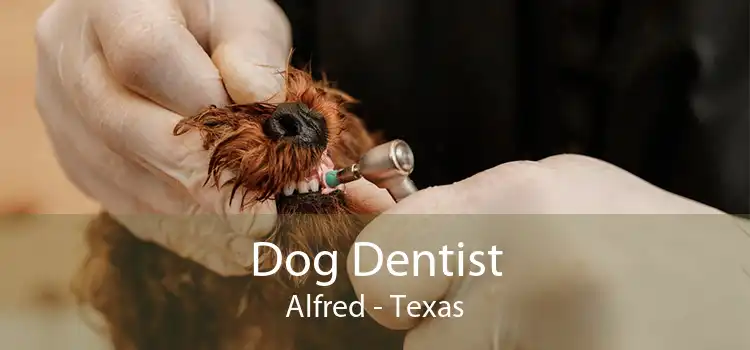 Dog Dentist Alfred - Texas