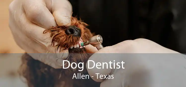 Dog Dentist Allen - Texas