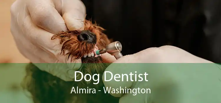 Dog Dentist Almira - Washington