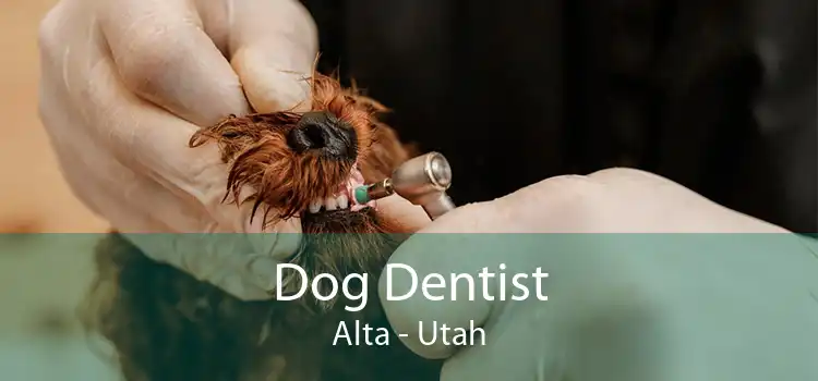 Dog Dentist Alta - Utah