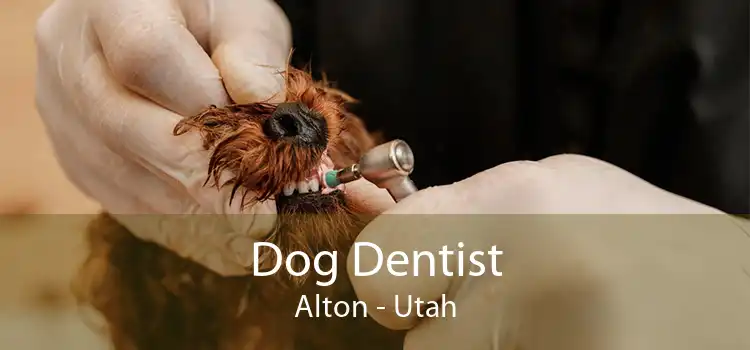 Dog Dentist Alton - Utah