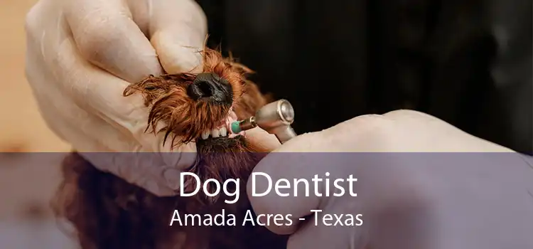 Dog Dentist Amada Acres - Texas