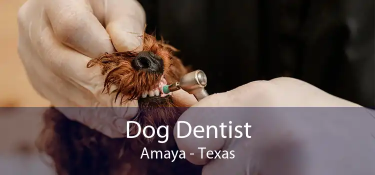 Dog Dentist Amaya - Texas