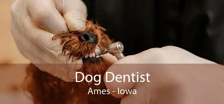 Dog Dentist Ames - Iowa