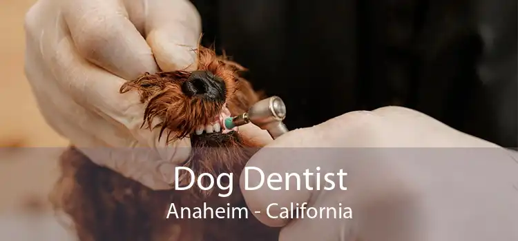 Dog Dentist Anaheim - California