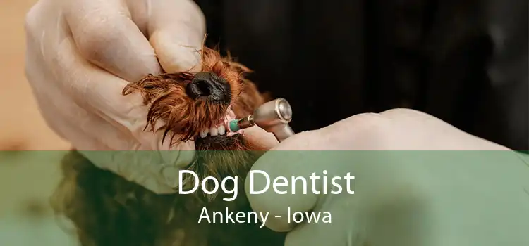 Dog Dentist Ankeny - Iowa