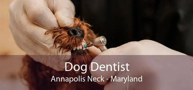 Dog Dentist Annapolis Neck - Maryland