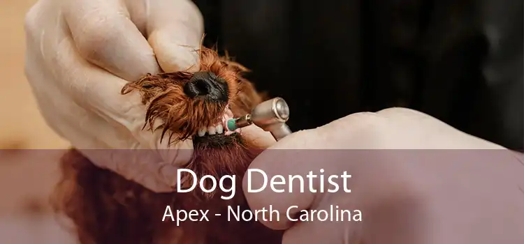 Dog Dentist Apex - North Carolina