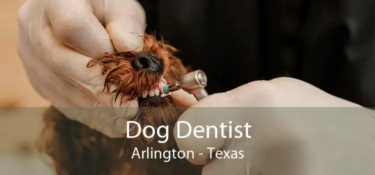 Dog Dentist Arlington - Texas