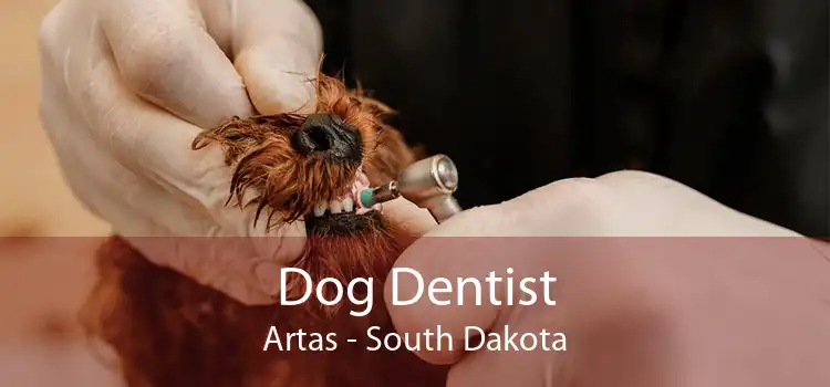 Dog Dentist Artas - South Dakota