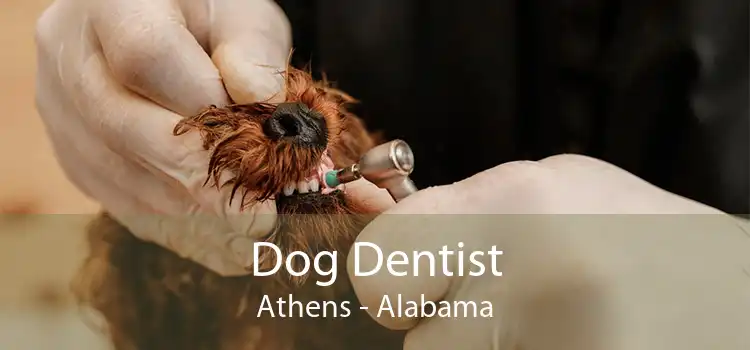 Dog Dentist Athens - Alabama