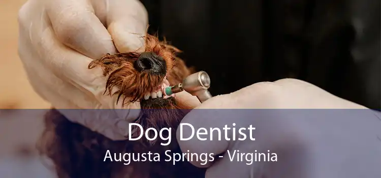 Dog Dentist Augusta Springs - Virginia