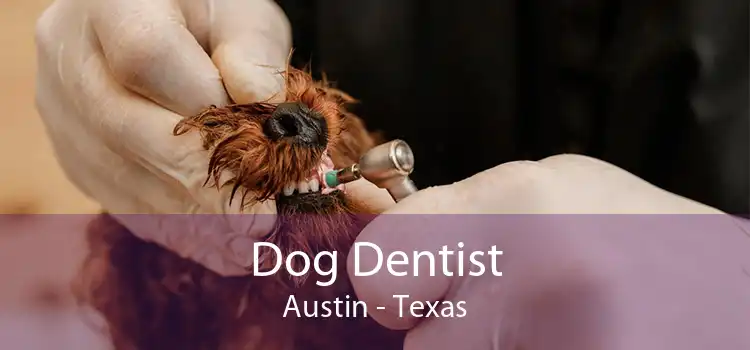 Dog Dentist Austin - Texas