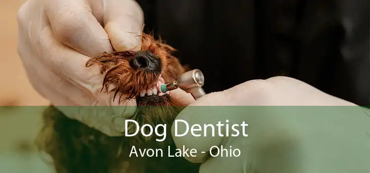 Dog Dentist Avon Lake - Ohio