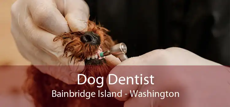 Dog Dentist Bainbridge Island - Washington