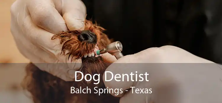 Dog Dentist Balch Springs - Texas