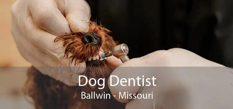 Dog Dentist Ballwin - Missouri