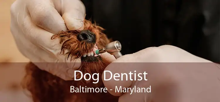 Dog Dentist Baltimore - Maryland