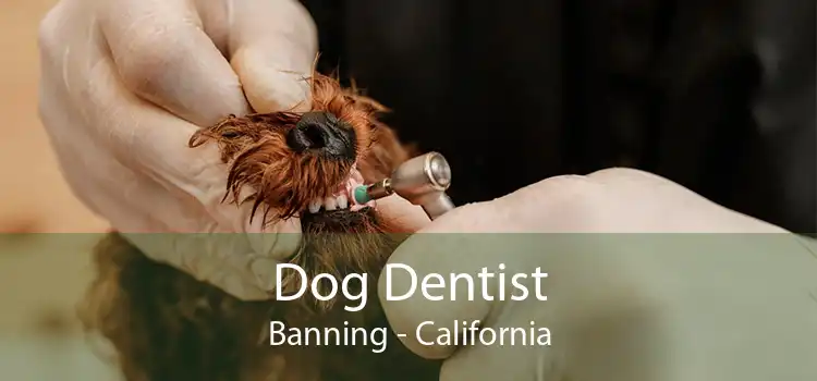 Dog Dentist Banning - California