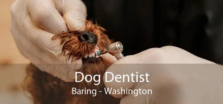 Dog Dentist Baring - Washington