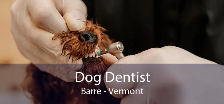 Dog Dentist Barre - Vermont