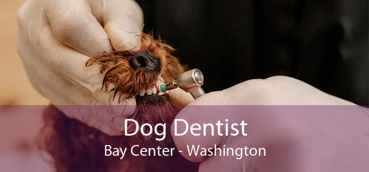 Dog Dentist Bay Center - Washington