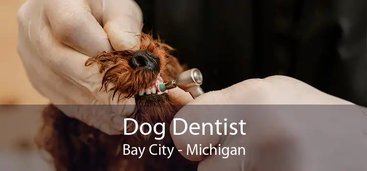 Dog Dentist Bay City - Michigan