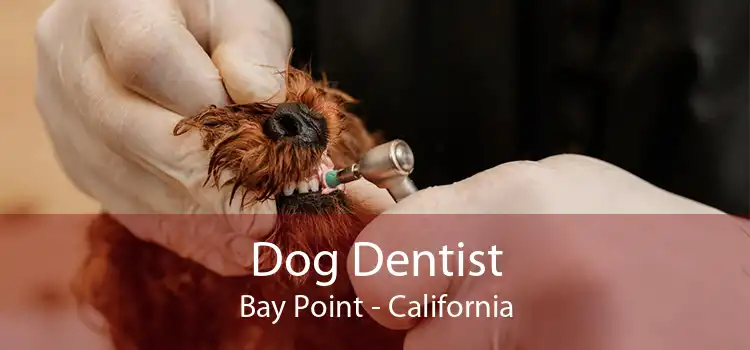 Dog Dentist Bay Point - California
