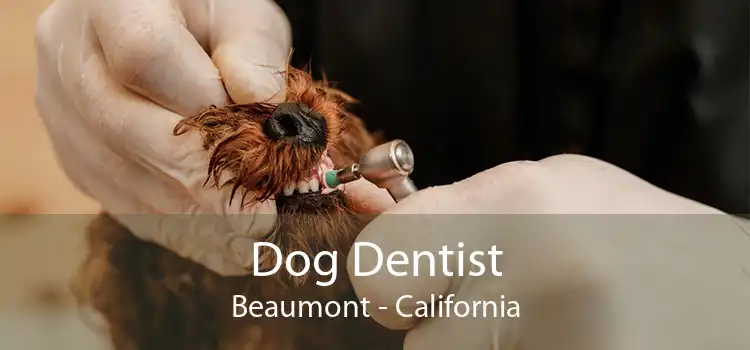 Dog Dentist Beaumont - California