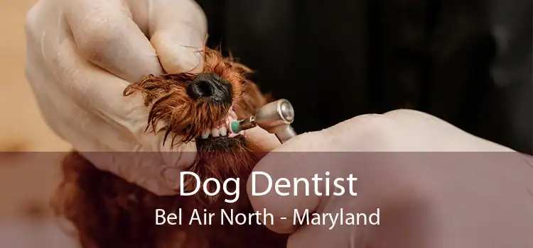 Dog Dentist Bel Air North - Maryland