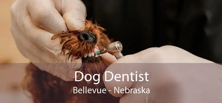 Dog Dentist Bellevue - Nebraska