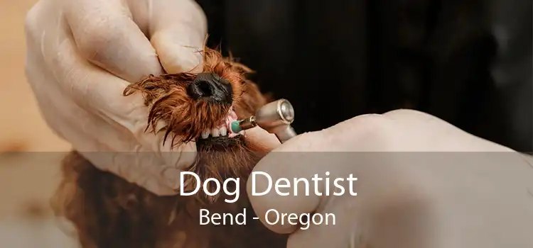 Dog Dentist Bend - Oregon