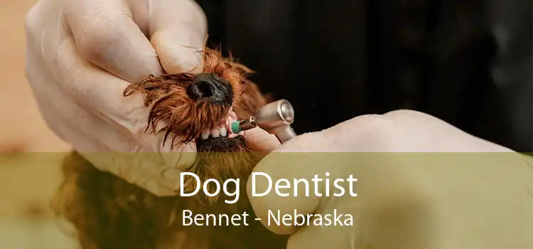Dog Dentist Bennet - Nebraska