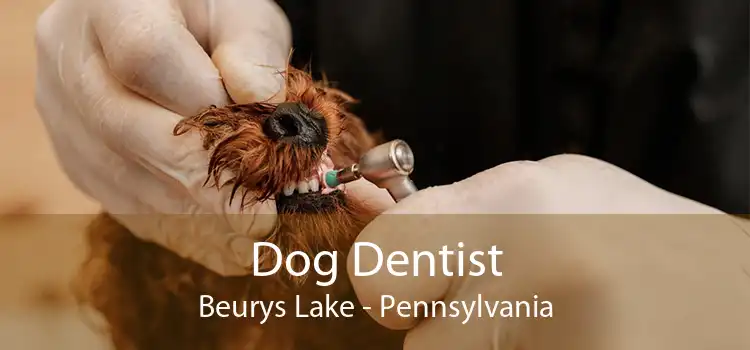 Dog Dentist Beurys Lake - Pennsylvania