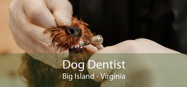 Dog Dentist Big Island - Virginia