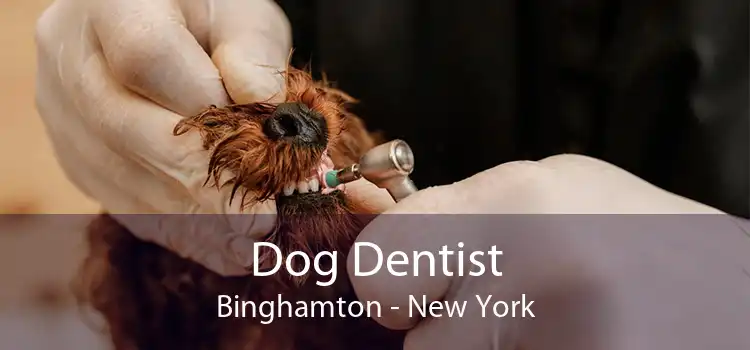 Dog Dentist Binghamton - New York