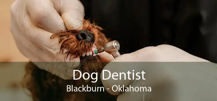 Dog Dentist Blackburn - Oklahoma