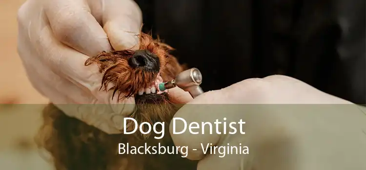 Dog Dentist Blacksburg - Virginia