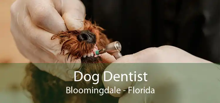 Dog Dentist Bloomingdale - Florida